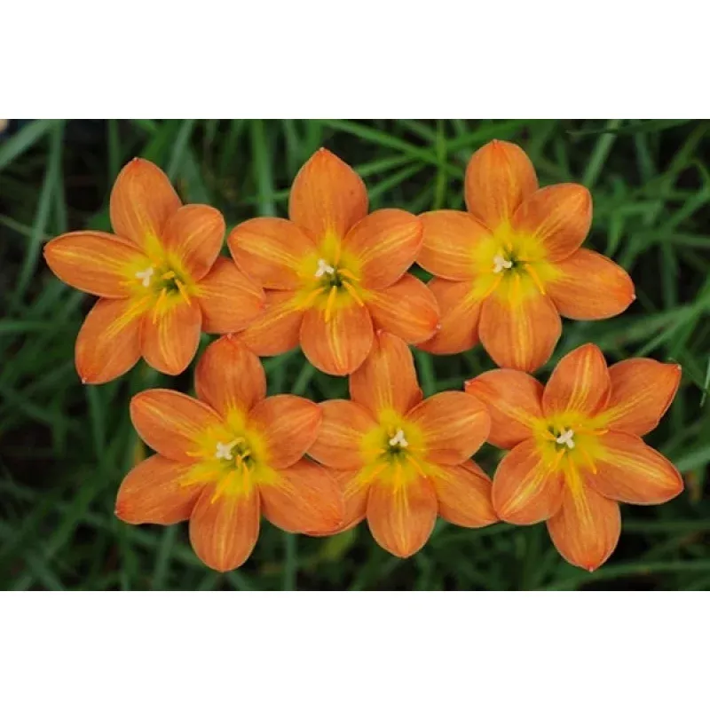 Zephyranthes Star of Bethlehem