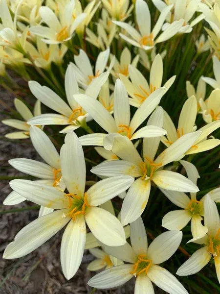 Zephyranthes ‘Yellow Fever’
