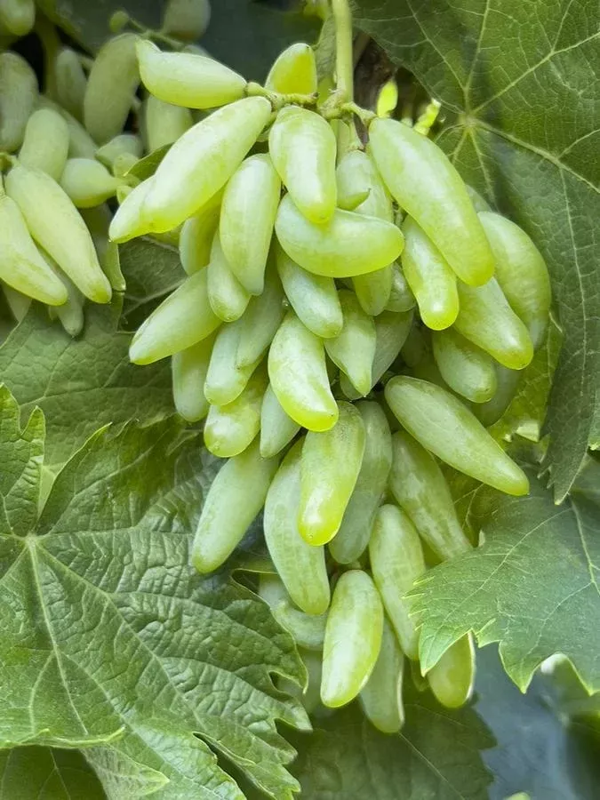 ZESTFUL WATERFALL GRAPE 1gal