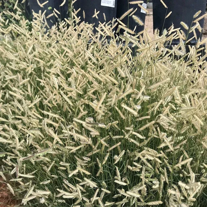 Zig Zag Blue Grama Grass