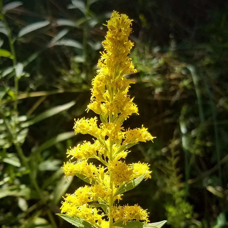 Zig Zag Goldenrod Seeds
