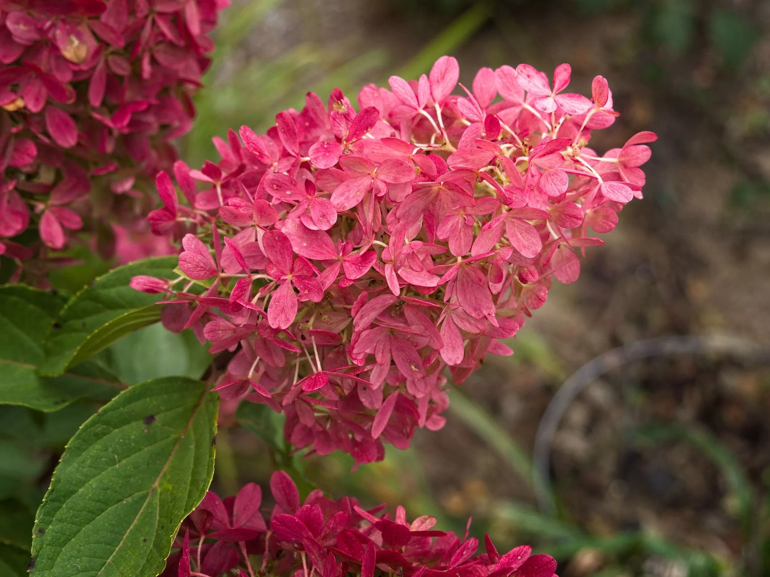 Zinfin Doll Hydrangea