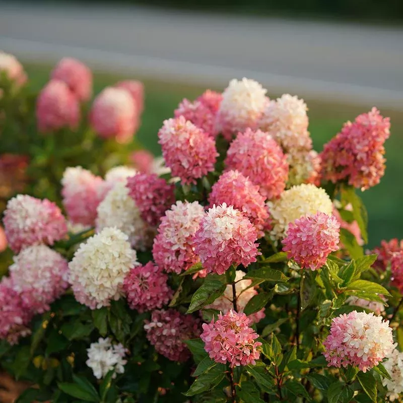 Zinfin Doll Panicle Hydrangea – DISCONTINUED