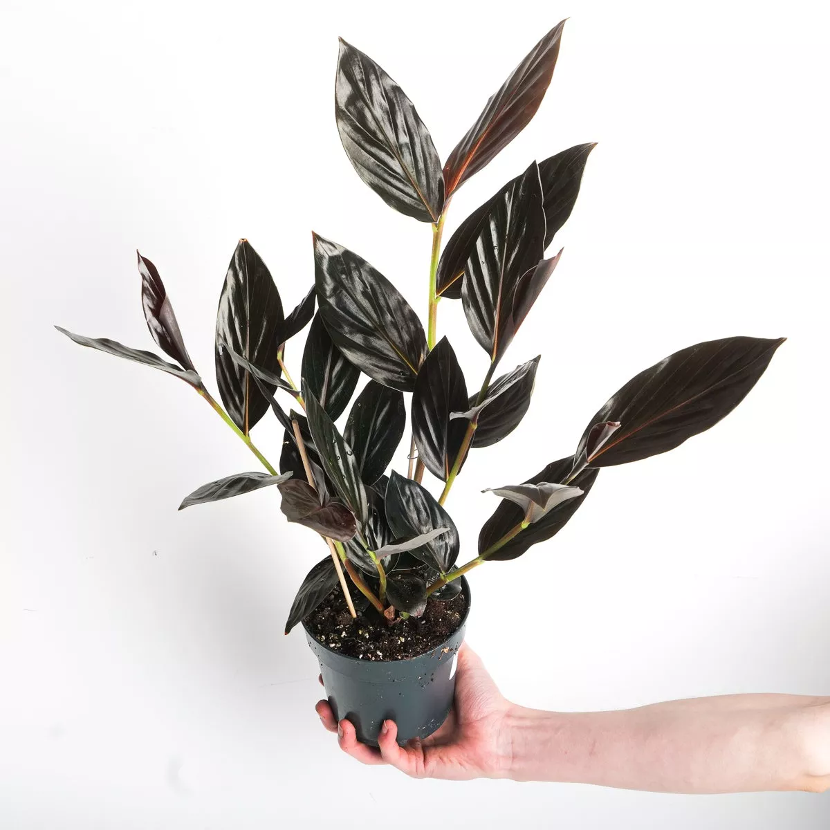 Zingiber malaysianum ‘Chocolate’