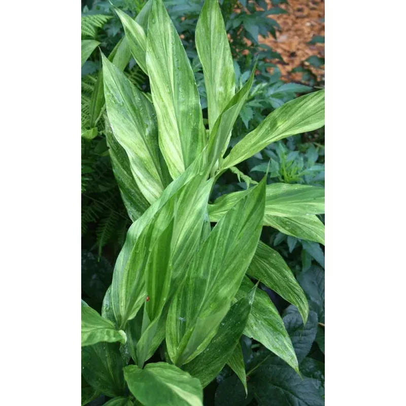 Zingiber mioga Silver Arrow