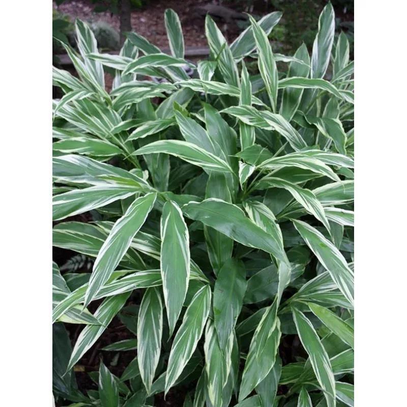 Zingiber mioga White Feather