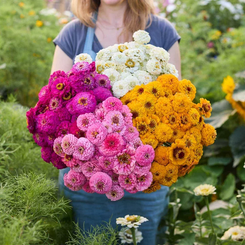 Zinnia Bundle – Oklahoma Series