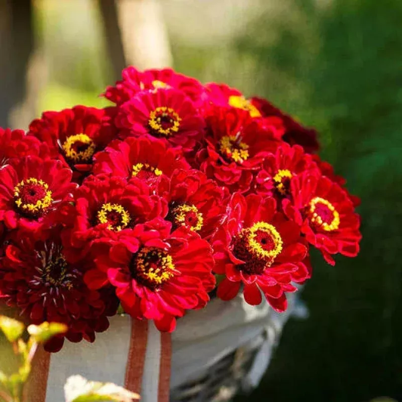 Zinnia Seeds 200 Count – Meteor Burgundy/Red Flowers for Pollinators & Butterflies, Non-GMO
