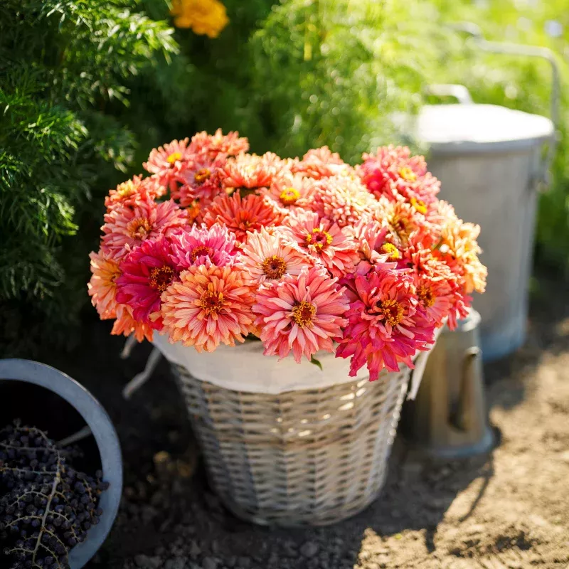 Zinnia Seeds – Cactus Pink Shades