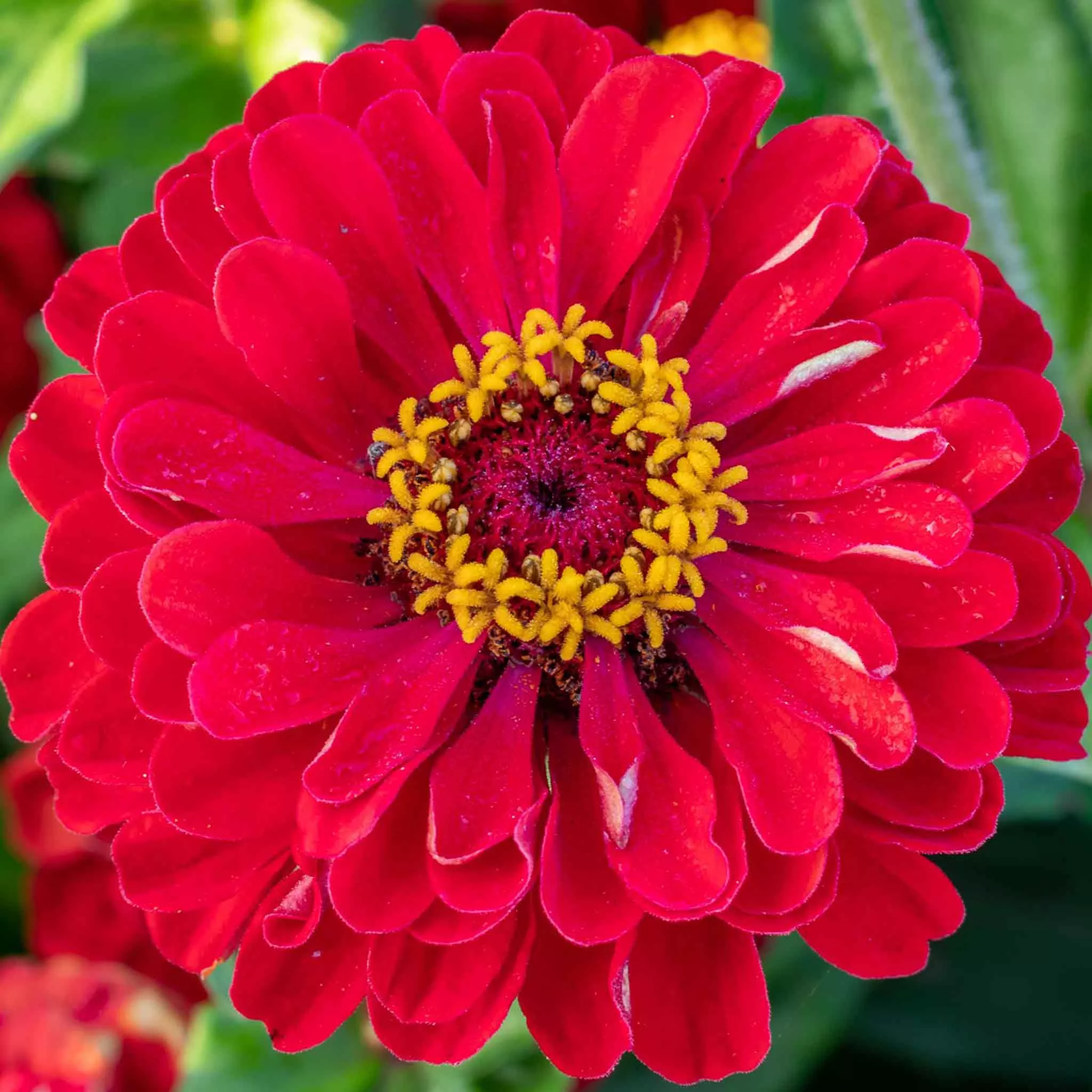 Zinnia Seeds ‘Dahlia Flowered Scarlet Flame’