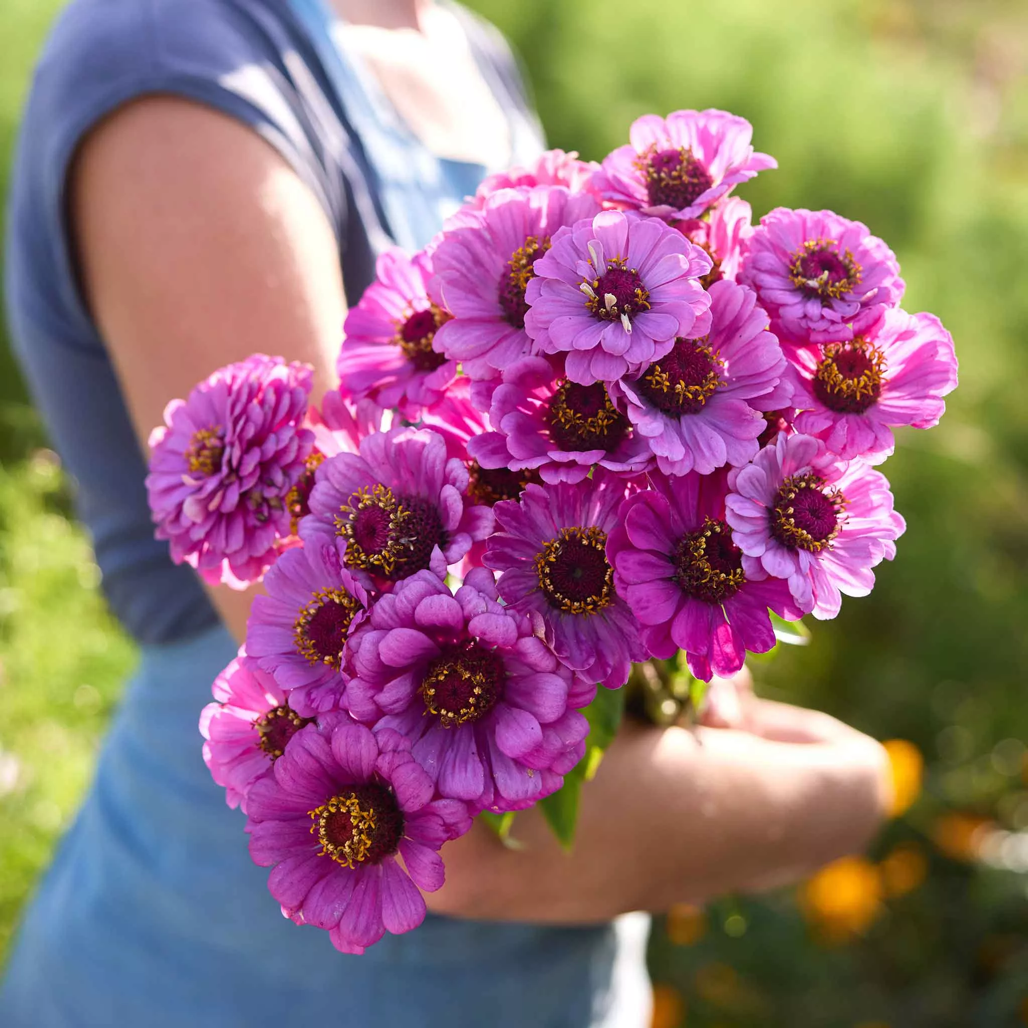 Zinnia Seeds – Dream