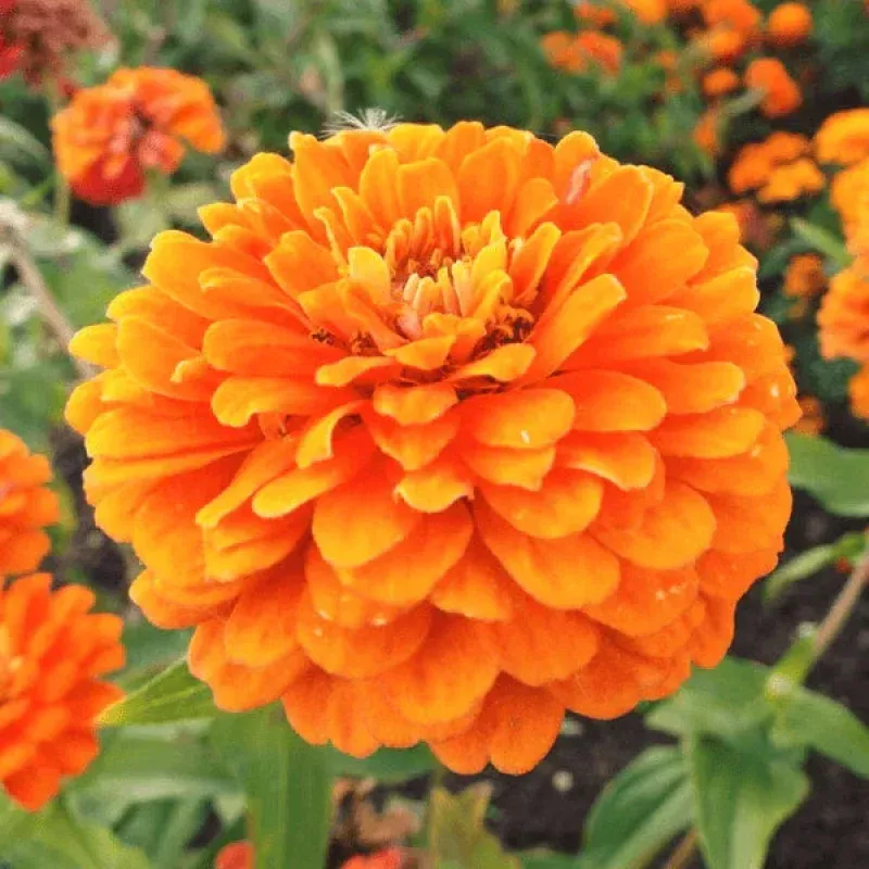 Zinnia Seeds – Giant 5″ Double Orange Flowers – Orange King Heirloom Variety – Zinnia elegans