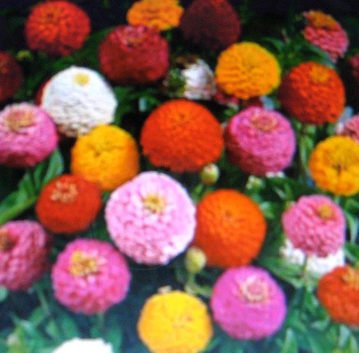 Zinnia Seeds – Lilliput Mixture – Colorful Annual Flowers – Zinnia elegans