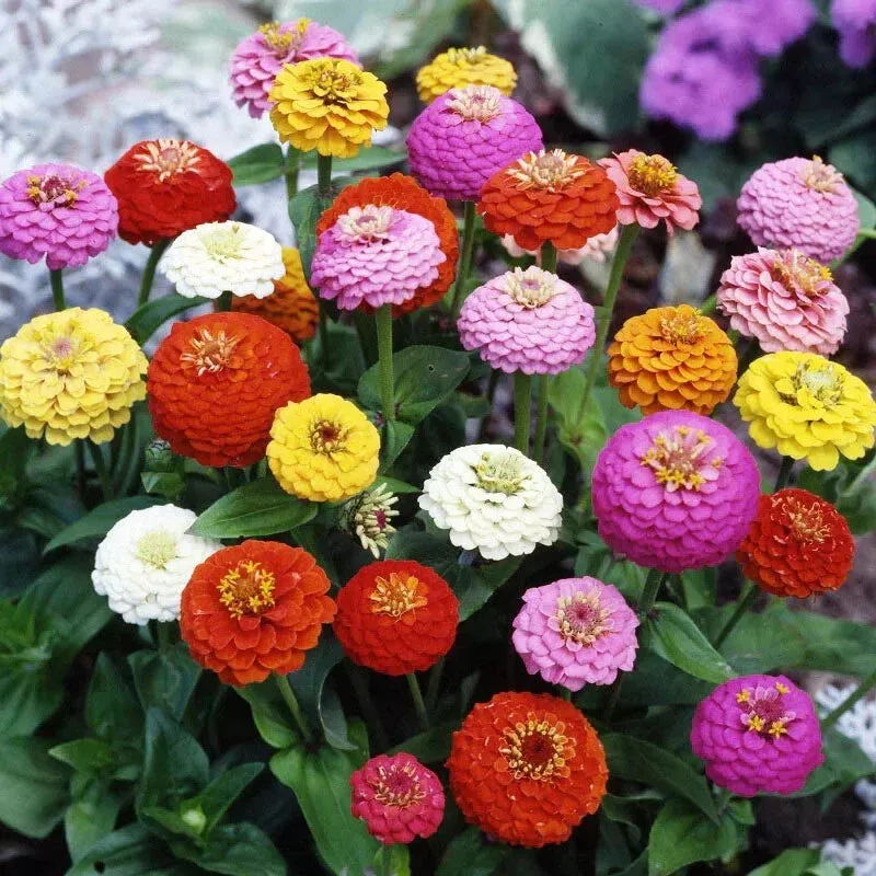 Zinnia Seeds Mix – 100+ Sprite Variety – Colorful Garden Flowers – Zinnia elegans – USA Shipping