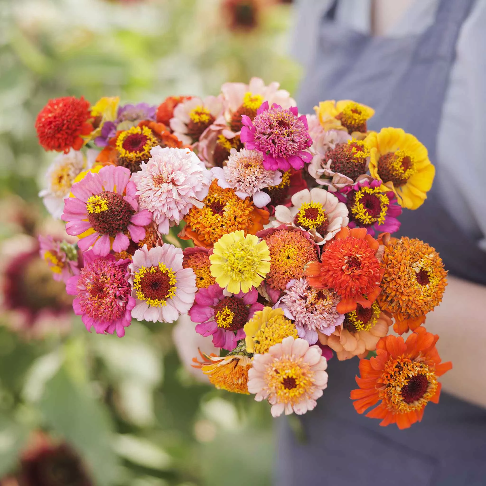 Zinnia Seeds – Scabiosa Flowered Mix