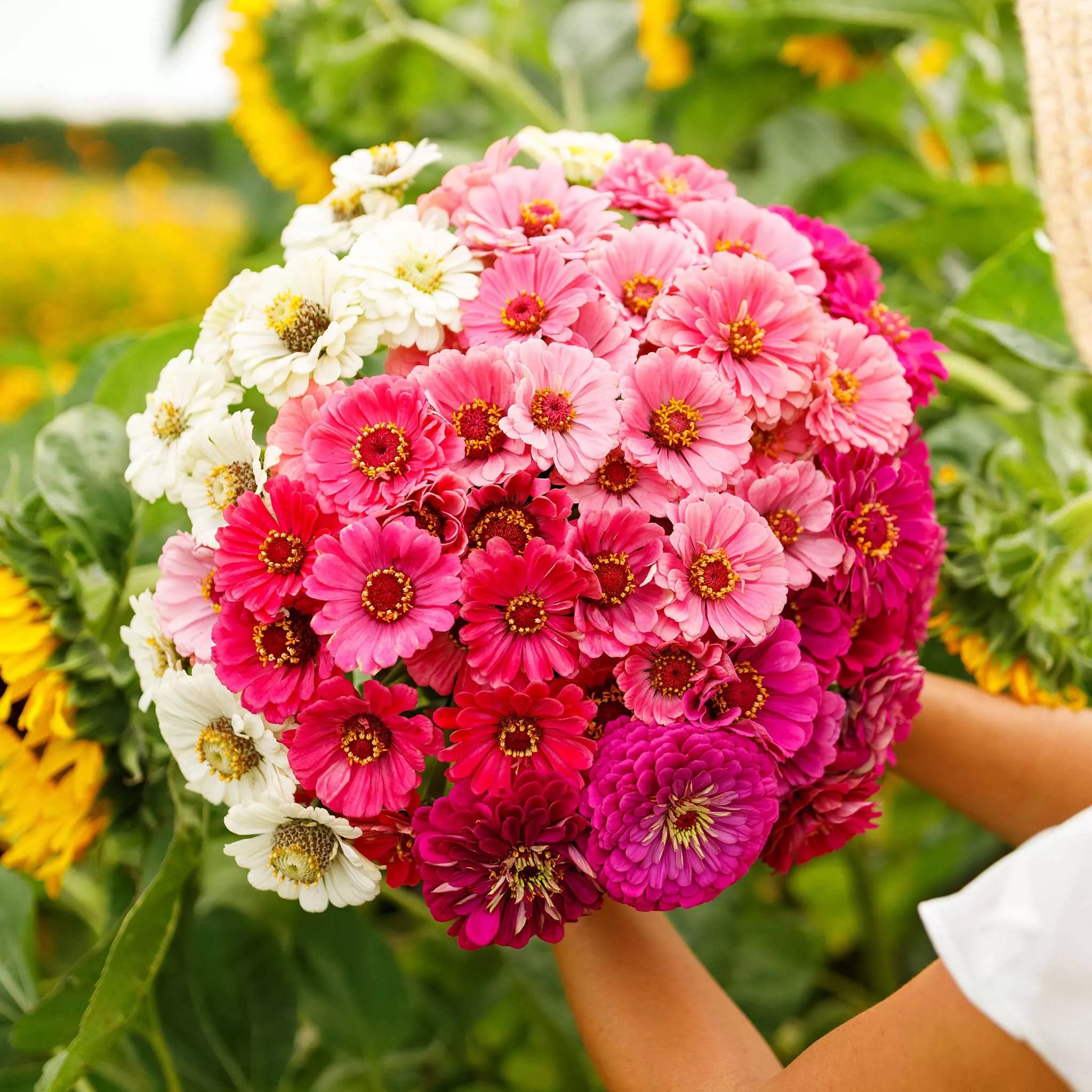Zinnia Seeds – Show Stopper Mix