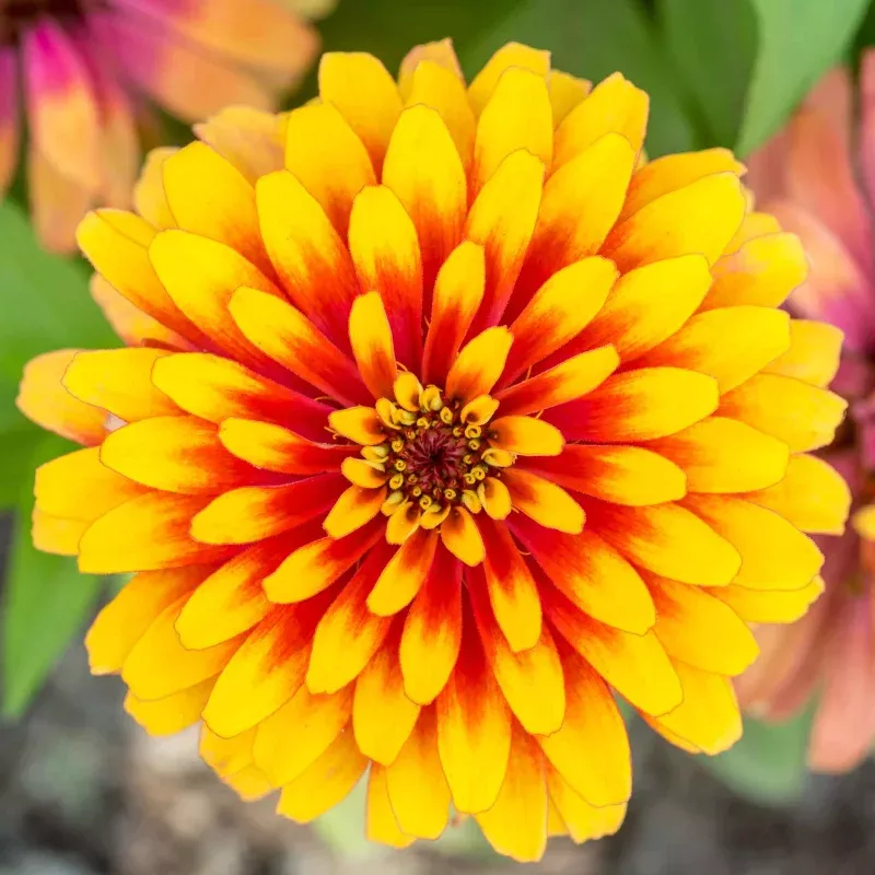 Zinnia Seeds – Swizzle Scarlet & Yellow