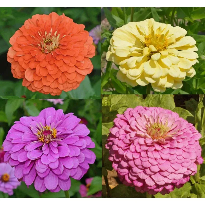 Zinnia Seeds – Tranquility Mix – Double Butterflies – Hummingbird Attracting – 100 Pack – Zinnia elegans
