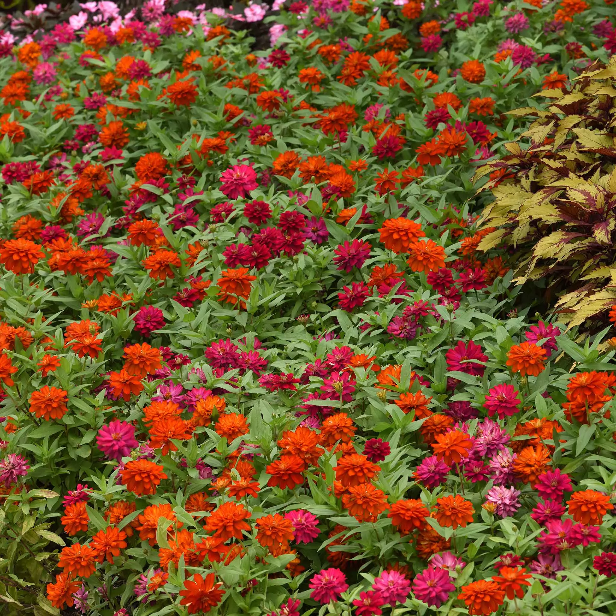 Zinnia Seeds – Zahara Double Cherry & Double Fire