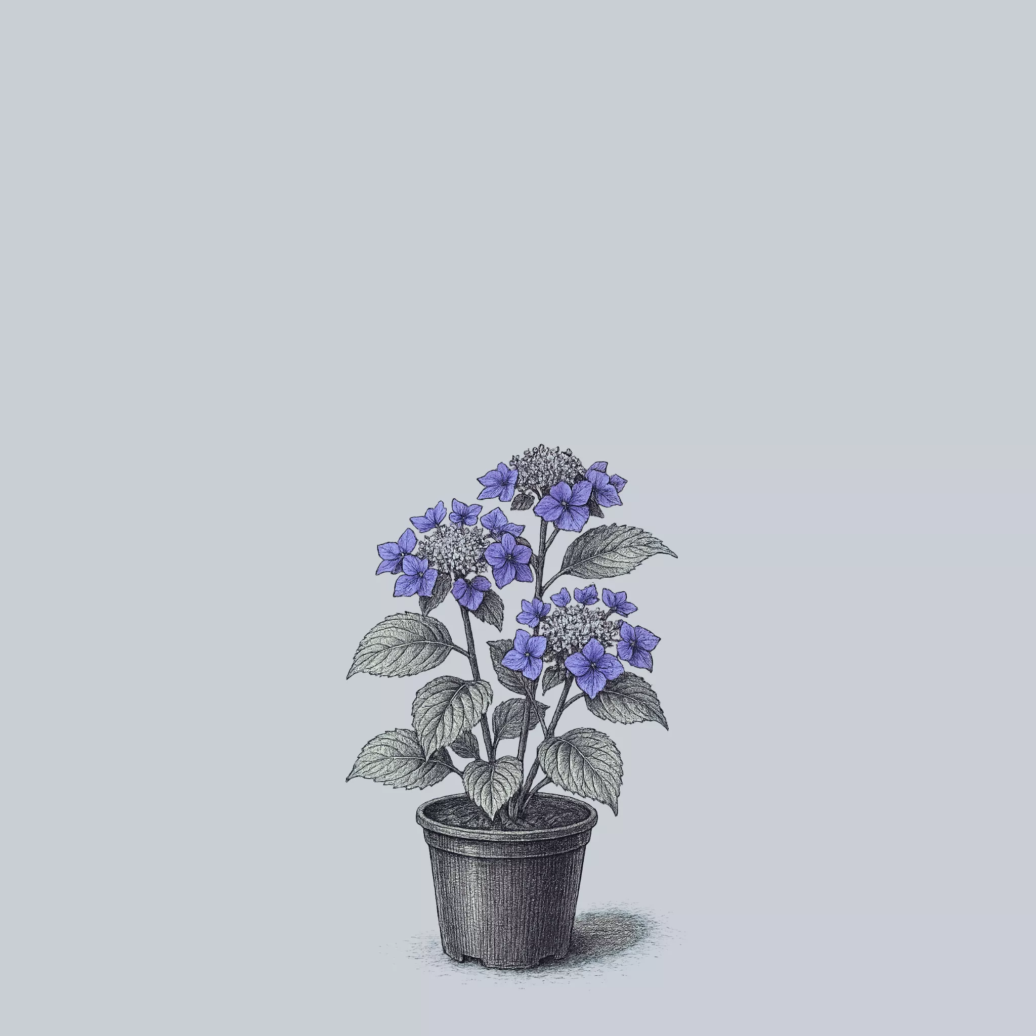 Zorro Bigleaf Hydrangea