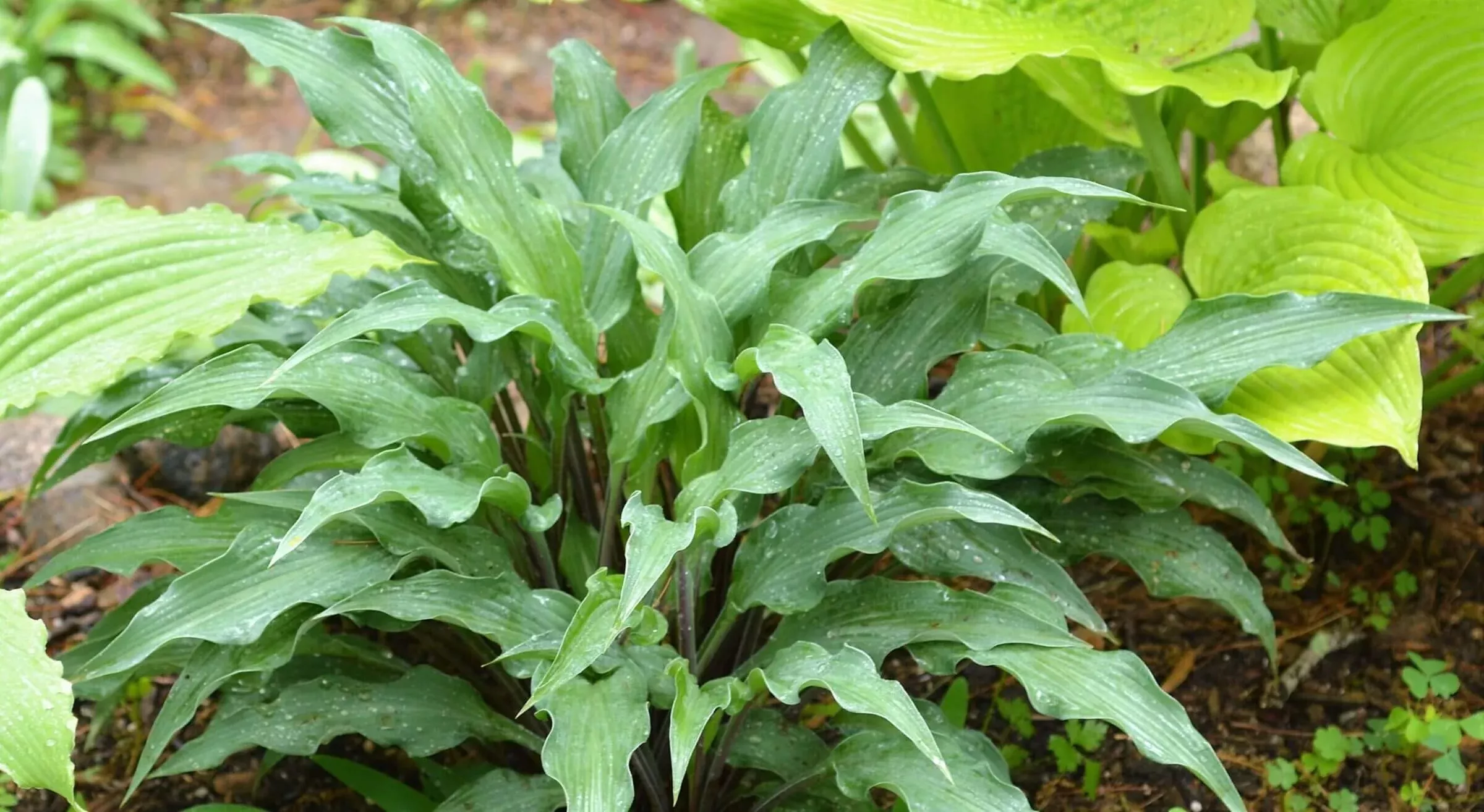 Zucchini Fries hosta