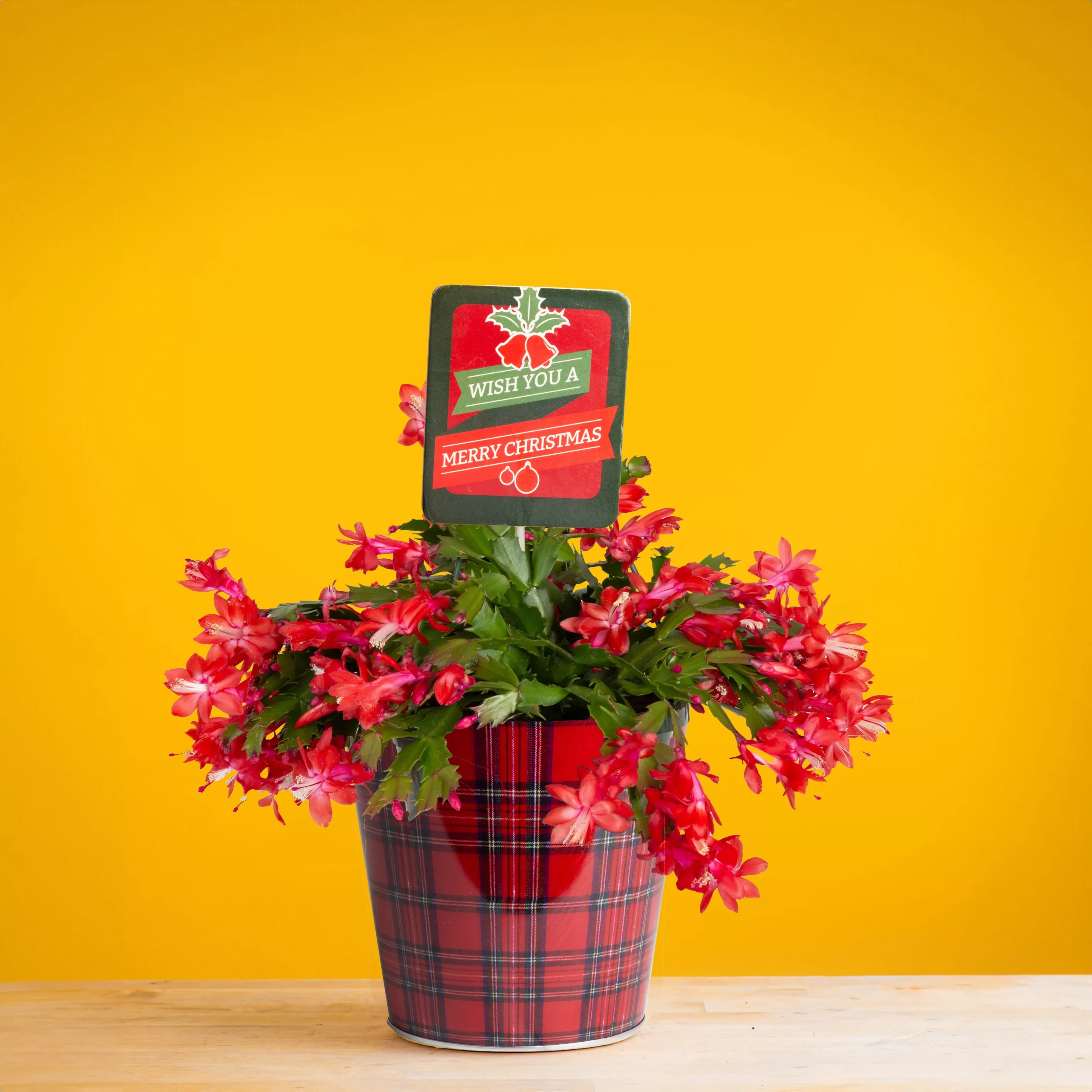Zygo Holiday Cactus | medium