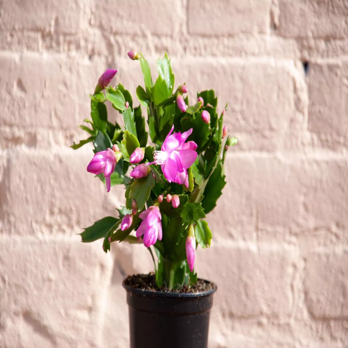 Zygocactus ‘Holiday Cactus’ – 8″ HB