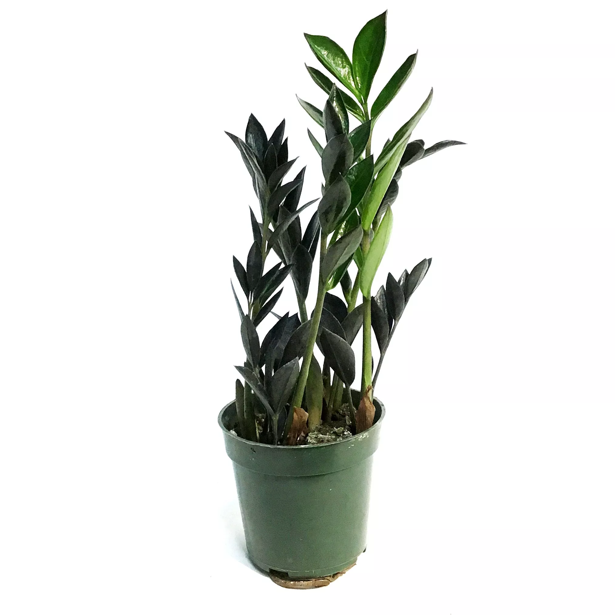 ZZ Plant, 4in, Black