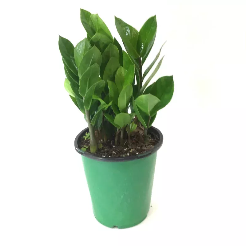ZZ Plant, 6in, Zamioculcas Zamiifolia