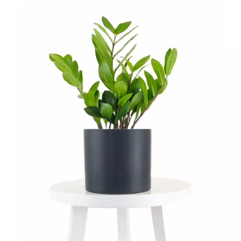 ZZ Plant in Black Ceramic Cylinder Planter