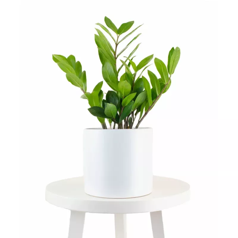 ZZ Plant in White Ceramic Cylinder Planter