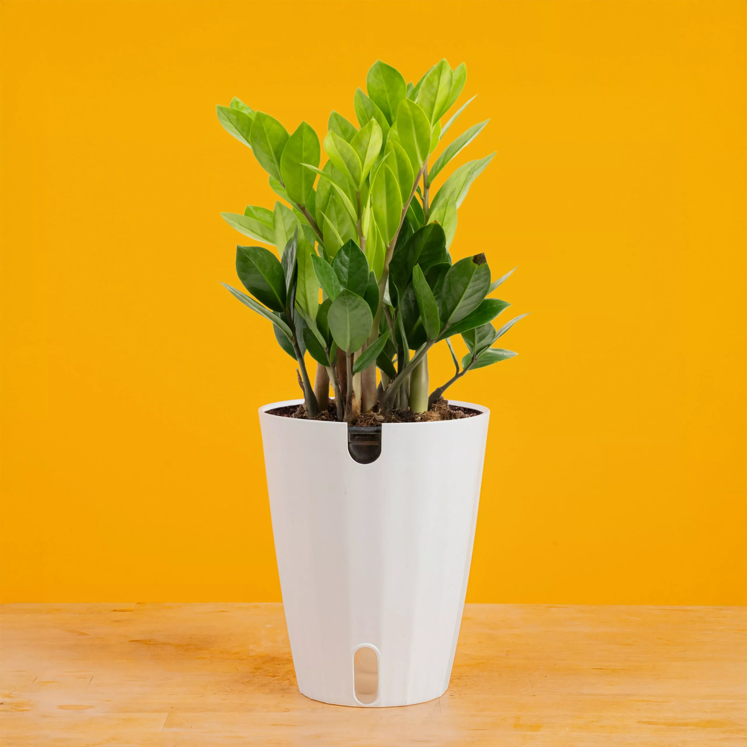 ZZ Plant | medium