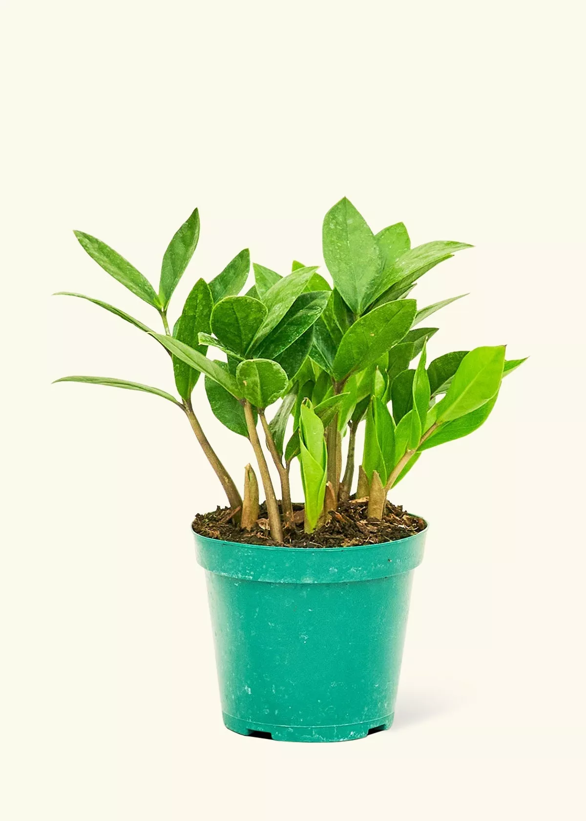 ZZ Plant